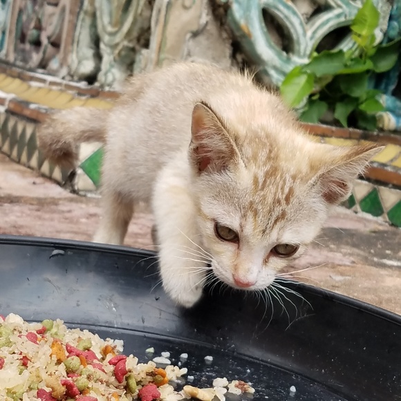 Meet the Posher Other - Hi, poshers!